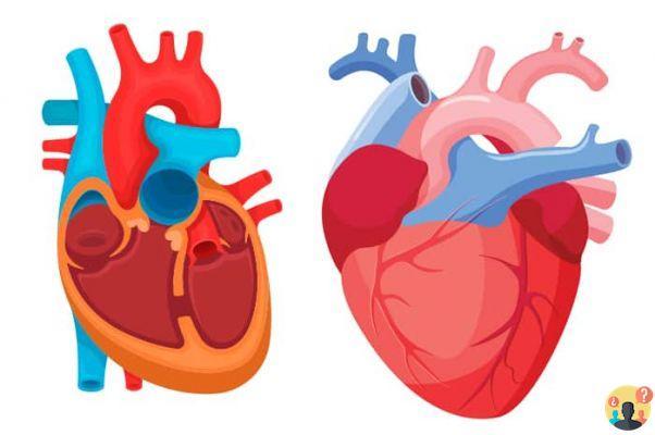 ¿Qué significa soplo cardíaco?