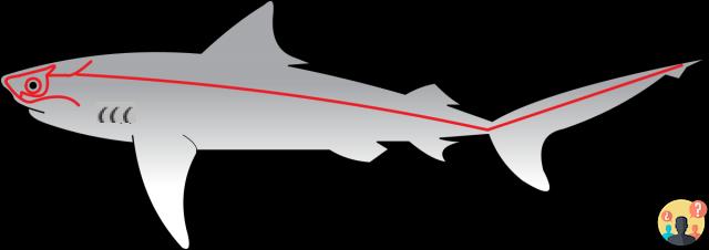 ¿Cuál es la función de la línea lateral típica de los peces?