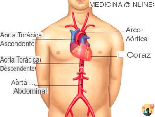 ¿Dónde se encuentra la vena aorta abdominal?