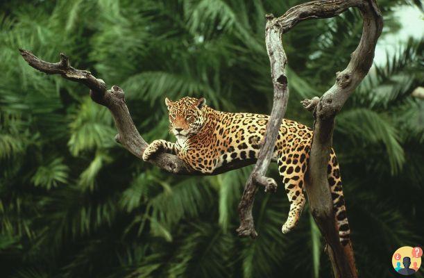 ¿Qué animales viven en la selva amazónica?