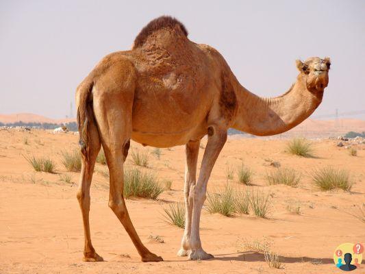 ¿Cómo se llaman las jorobas del camello?