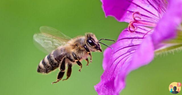 ¿Soñando con una abeja tratando de picarme?
