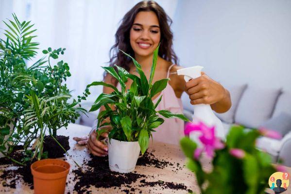 ¿Con qué frecuencia debe rociar las plantas?