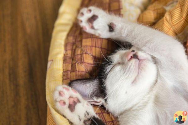 ¿Cuánto tiempo duermen los gatos?