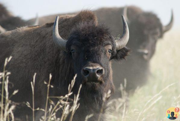 ¿Cómo se usaba el bisonte americano?