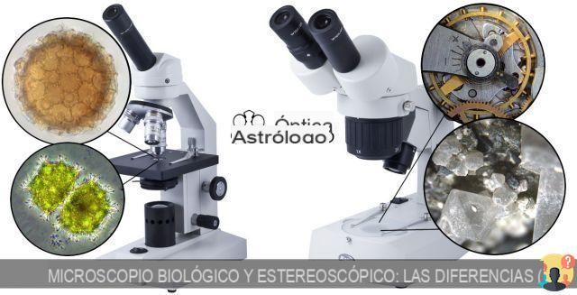 ¿Diferencia entre estereoscopio y microscopio?
