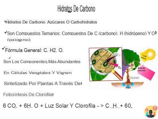 ¿Qué son los hidratos de carbono?