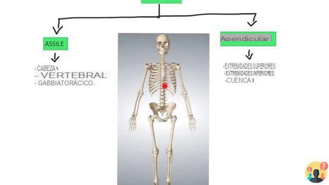 ¿Diferencia entre esqueleto axial y apendicular?