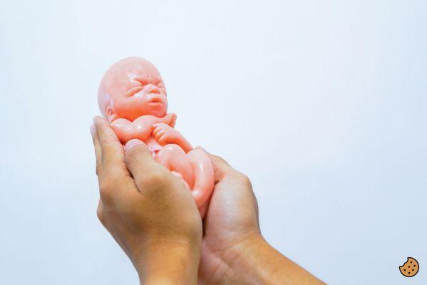 ¿Cuándo siente el embrión el latido?