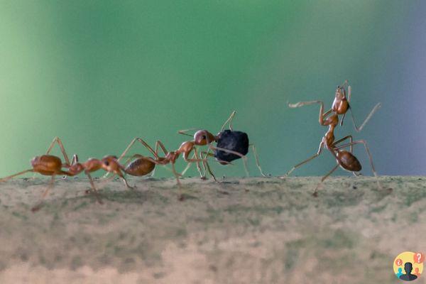 ¿Cuántas veces su peso levantan las hormigas?