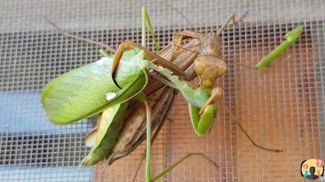 ¿Por qué la mantis religiosa come macho?