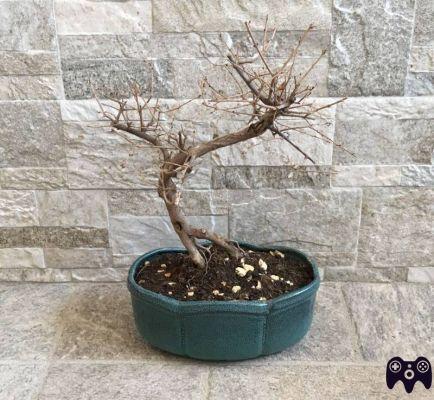 ¿Cómo salvar un bonsái que se está secando?