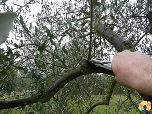 ¿Cómo podar olivos ornamentales?