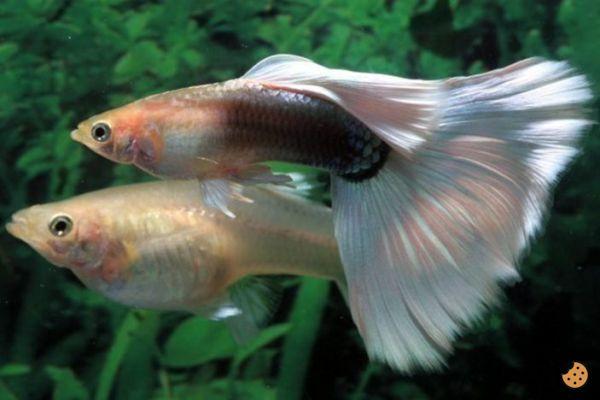 ¿Cómo se reproducen los peces?
