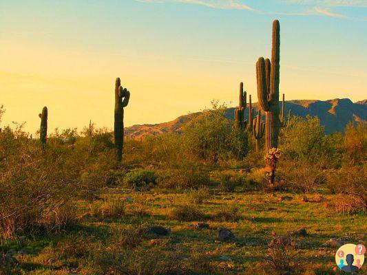 ¿Cómo sobreviven los cactus del desierto?