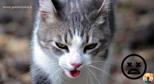 ¿El gato respira con dificultad con la boca abierta?