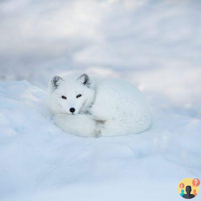 ¿Qué animales viven en el polo norte?