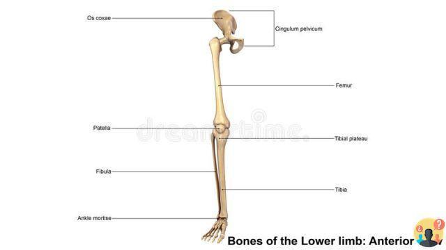 Miembro inferior ¿Qué son los huesos?