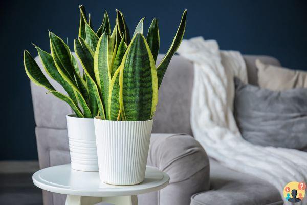 ¿Plantas que absorben la humedad en la casa?