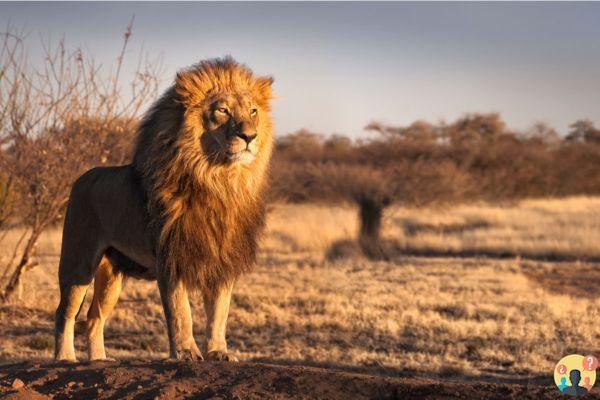 ¿Cuántas leonas tiene un león?