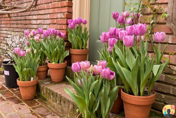 ¿Cómo plantar tulipanes en macetas?