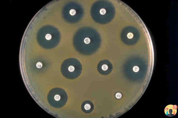 ¿Qué es la bacteria antibiograma cultivada?