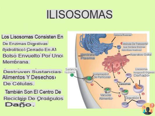 ¿Cuál es la función del lisosoma?