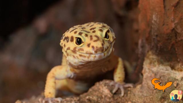 ¿Cuánto vive el gecko leopardo?