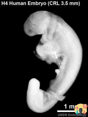 ¿Cuántas semanas es visible el embrión?
