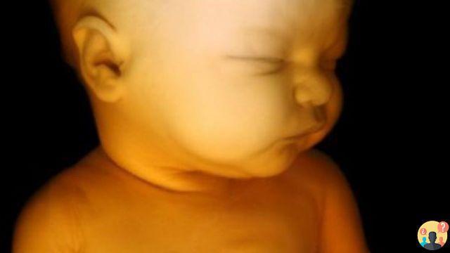 ¿Cuánto duermen los fetos a las 23 semanas?