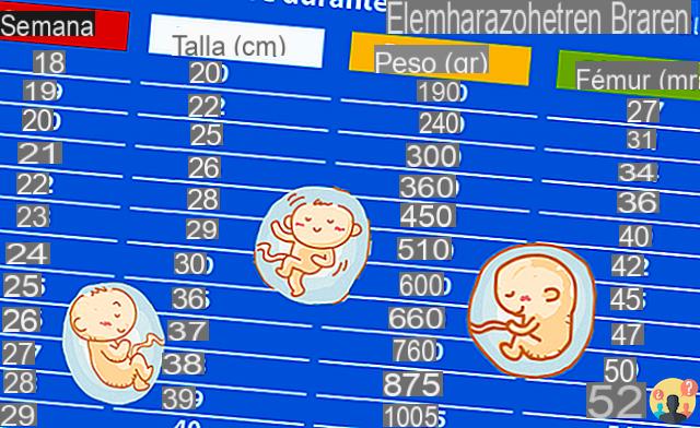 ¿Cuánto crecen los fetos en las últimas semanas?