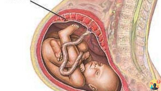 ¿Cómo se conecta la placenta?