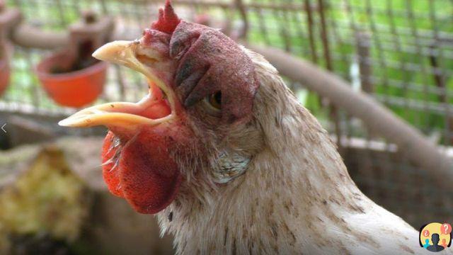 ¿Por qué estornudan las gallinas?