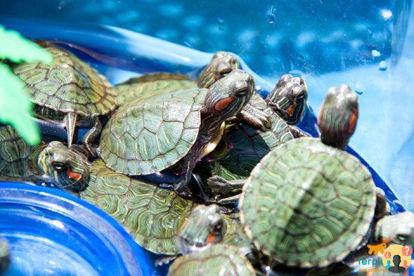 ¿Cuántos huevos ponen las tortugas de agua?