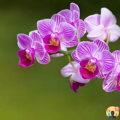 ¿Qué representa la orquídea?