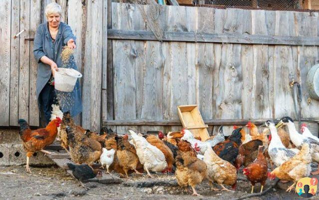¿Cómo estimular a las gallinas a poner huevos?