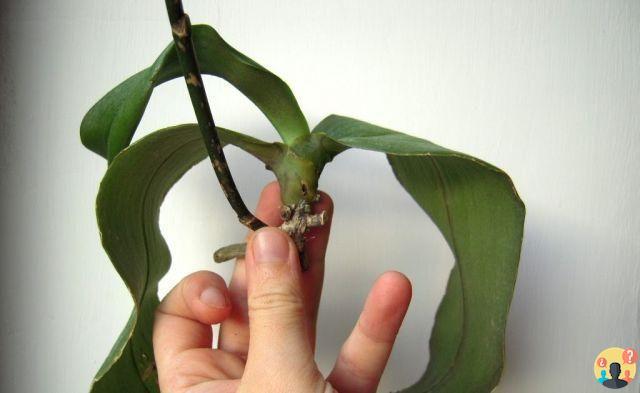 ¿La orquídea se quedó con pocas raíces?