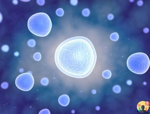 ¿Cuál es la diferencia entre organismos unicelulares y pluricelulares?