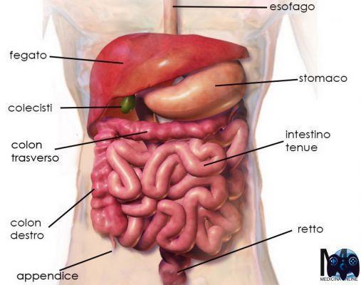 ¿Cuántos metros de intestino tiene el cuerpo humano?