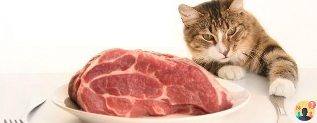 ¿Carne cruda para gatos?