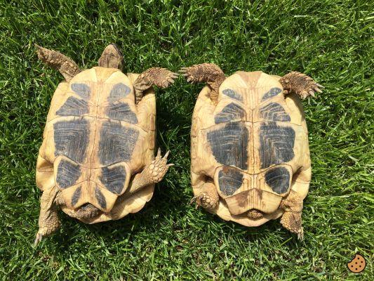 ¿Diferencia entre tortuga macho y hembra?