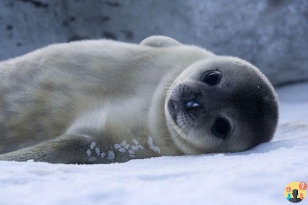¿Cuánto vive una foca?