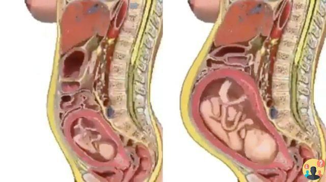 ¿Cómo se mueven los órganos internos durante el embarazo?