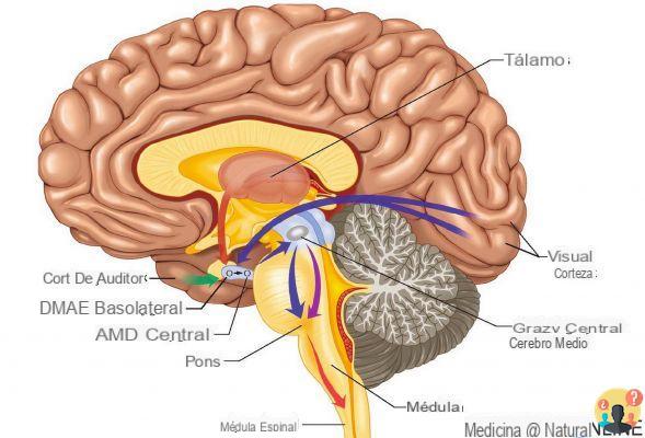 ¿Diferencia entre amígdala e hipocampo?