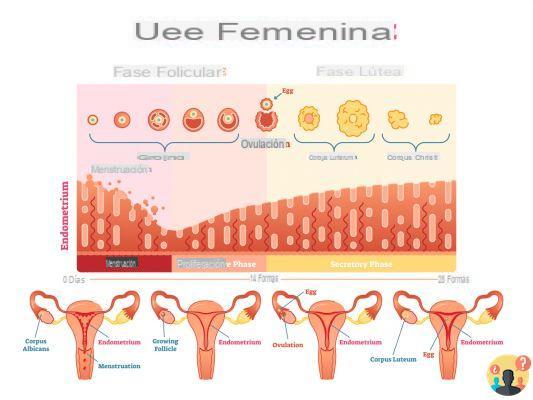 ¿Cuál es el primer día del ciclo menstrual?