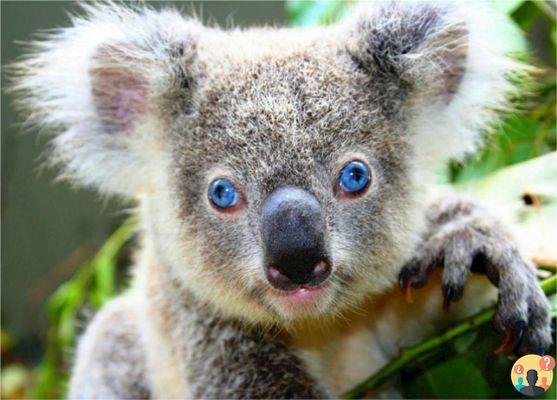 ¿Qué comen los bebés koalas?