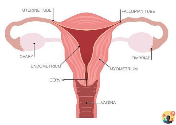¿Cuándo comienza a abrirse el cuello uterino?