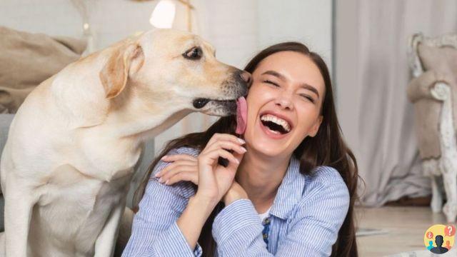 ¿Qué significa cuando el perro te lame la cara?