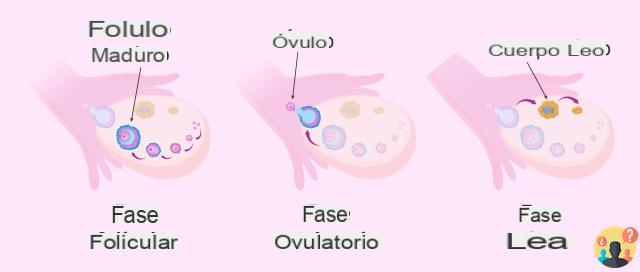 ¿Qué significa la fase de ovulación?