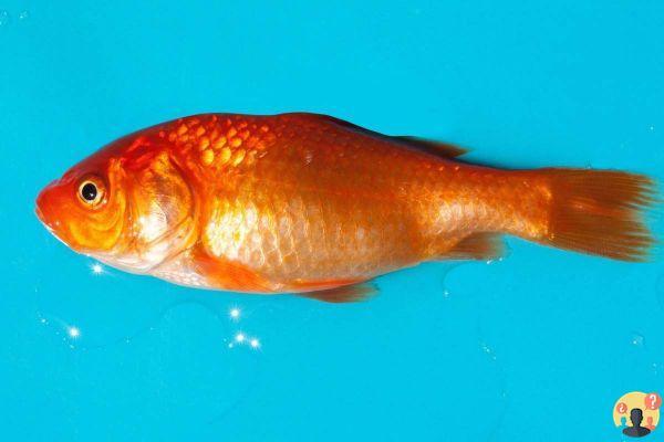 ¿Cuánto tiempo vive el pez dorado?
